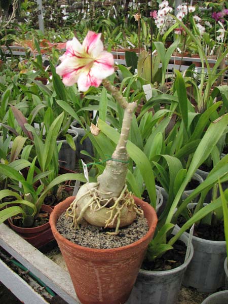 Цветок Adenium Topaz