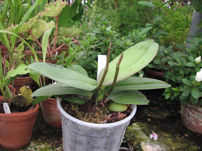 Фото орхидеи Doritaenopsis Sogo Berry