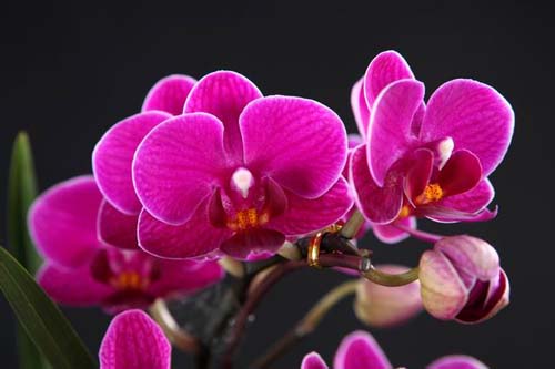 Как цветет орхидея Doritaenopsis Sogo Berry