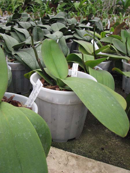 Фото орхидеи Doritaenopsis Chain Xen Pearl