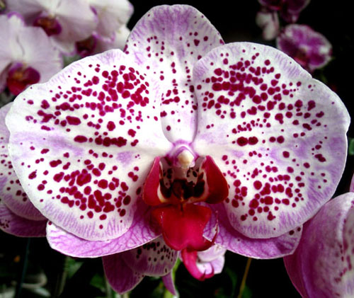 Как цветение Doritaenopsis Chain Xen Pearl