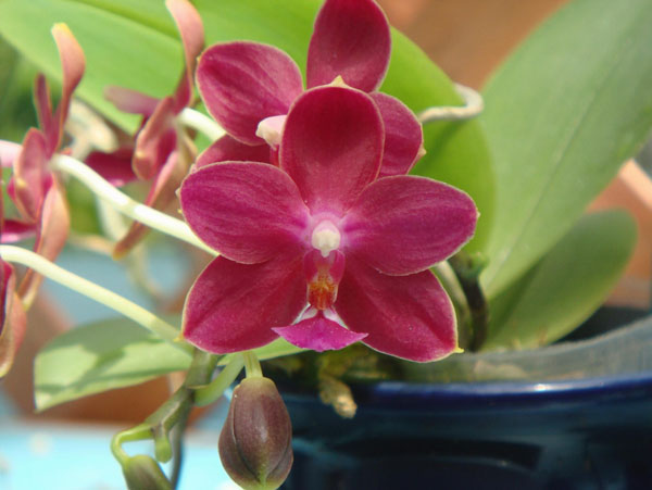 Как цветет орхидея Phalaenopsis Nobby's Pacific Sunset 'Red Pearl'