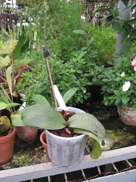 Фото орхидеи Phalaenopsis Salu Peoker 'O-1'