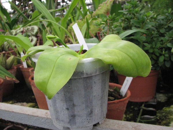 Фото орхидеи Phalaenopsis Penang Princess x Phalaenopsis bellina