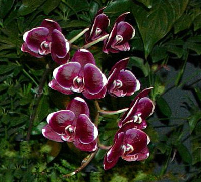 Как цветет орхидея Doritaenopsis Black Butterfly