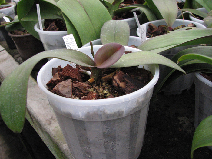 Фото орхидеи Doritaenopsis I-Hsin Golden Prince