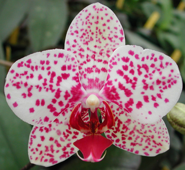 Как цветет орхидея Doritaenopsis I-Hsin Golden Prince