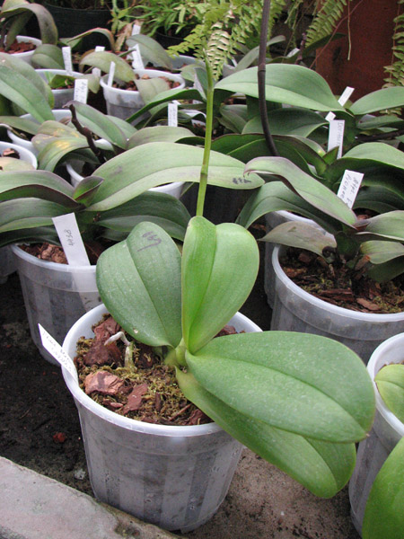 Фото орхидеи Phalaenopsis Mini Dog