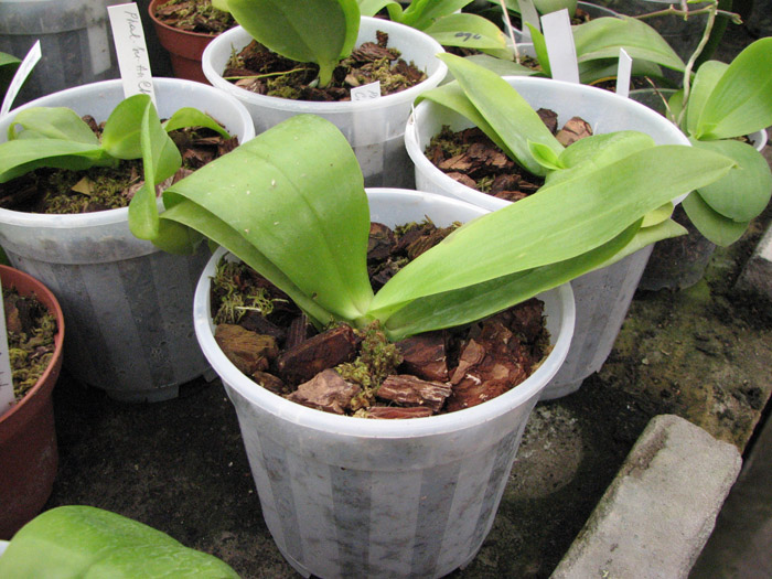 Фото орхидеи Phalaenopsis Su-An Cricket