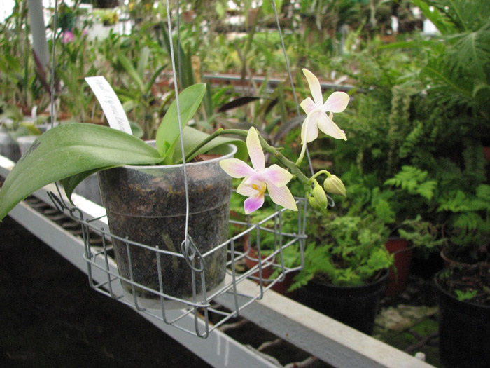 Цветущая орхидея Phalaenopsis Equalacea