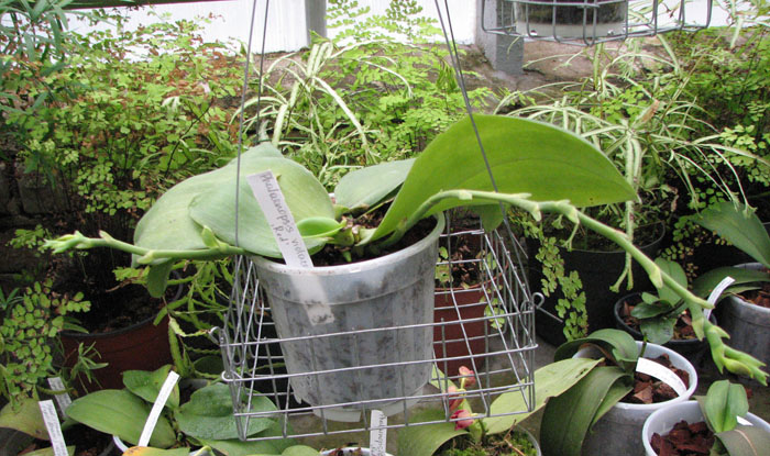 Фото орхидеи Phalaenopsis violacea 'Red'