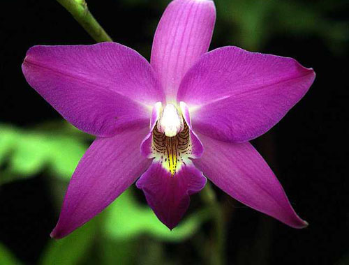 Цветок орхидеи Laelia autumnallis