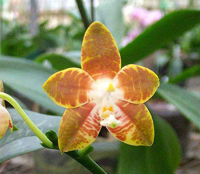 Фото цветка орхидеи Phalaenopsis venosa x sib