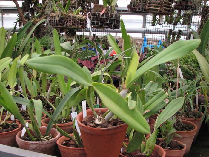Фото орхидеи Cattleya Dominiana