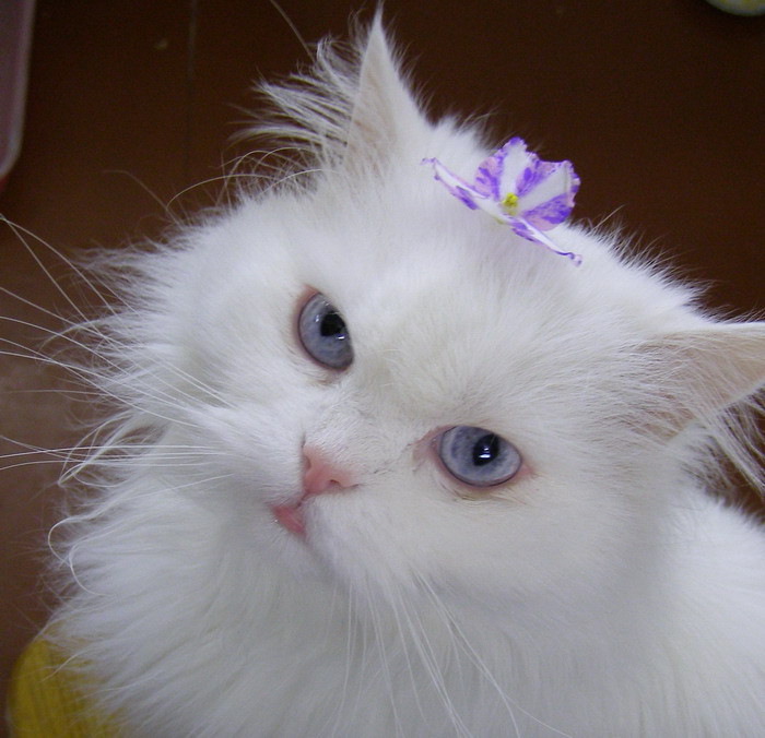 KilaueaЛушечка