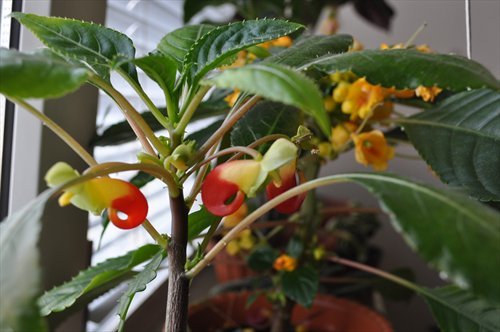 Бальзамин Niamnemensis