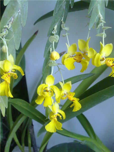 Цветение орхидеи Lockarthia oerstedii