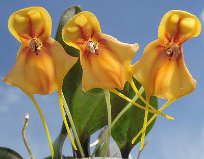 Цветение орхидеи  Masdevallia catapheres