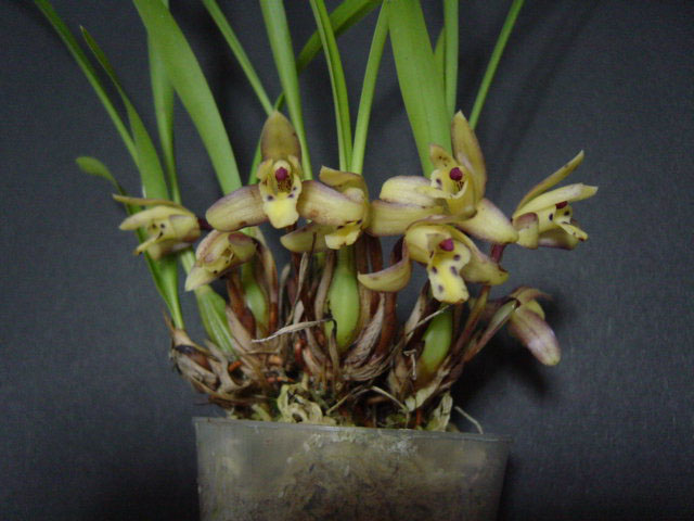 Как цветет орхидея Maxillaria gracilis