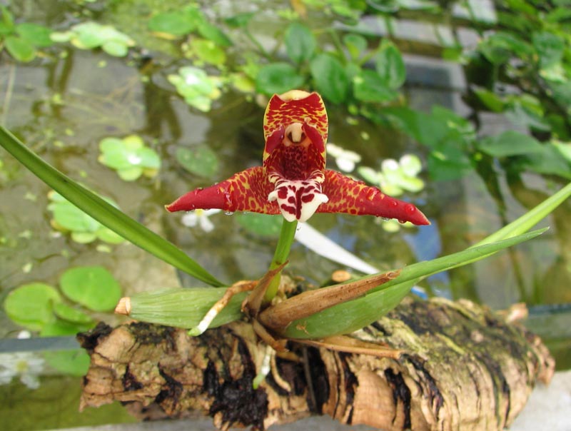 Как цветет орхидея Maxillaria tenuifolia