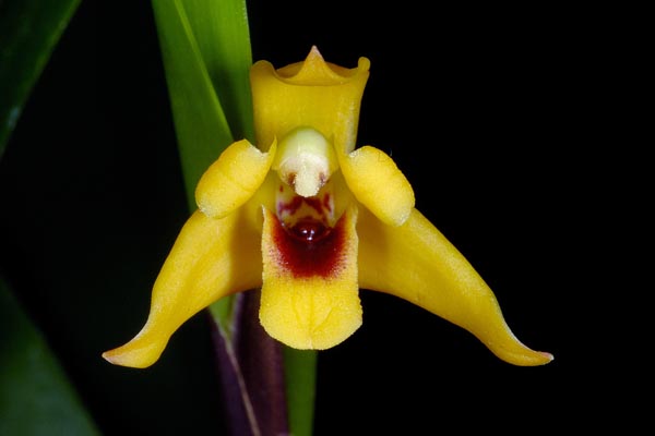 Как цветет орхидея Maxillaria variabilis