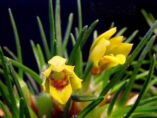 Цветение орхидеи Maxillaria vitelliniflora