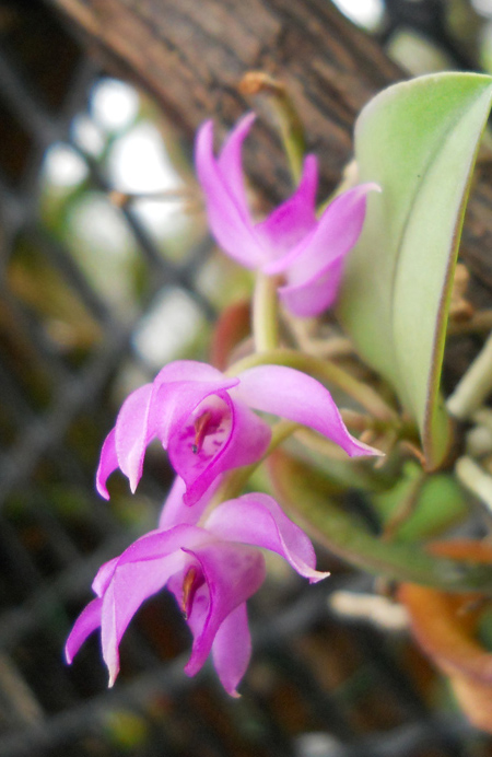 Как цветет орхидея Meiracyllum trinasutum