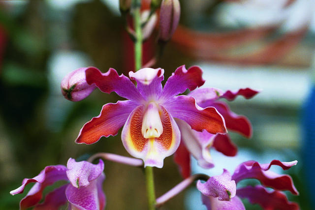 Цветение орхидеи Myrmecophila tibicinis