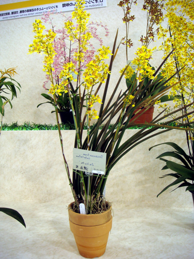 Цветение орхидеи Oncidium cebolleta