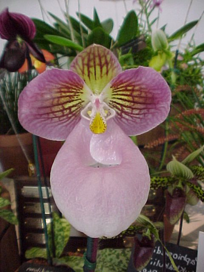 Цветок орхидеи Paphiopedilum micranthum