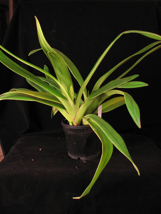 Фото орхидеи Phragmipedium Memoria Dick Clemens (besseae x sargentianum)