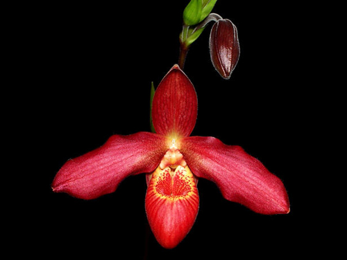 Как цветет орхидея Орхидея Phragmipedium Memoria Dick Clemens (besseae x sargentianum)