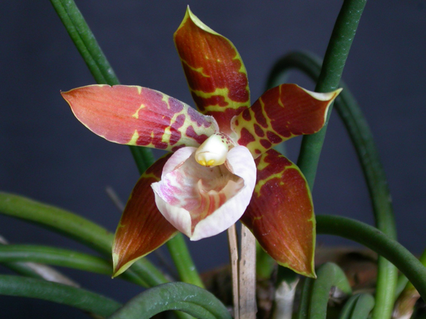 Цветение орхидеи Scuticaria hadwenii фото