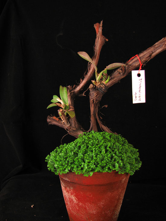 Фото орхидеи Sophronitis brevipedunculata