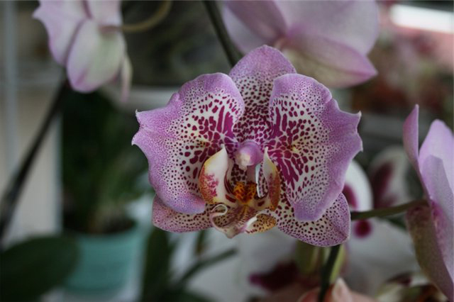 Фото орхидеи Doritaenopsis Leopard Prince Golden leopard