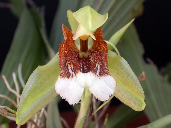 Фото орхидеи Coelogyne speciosa