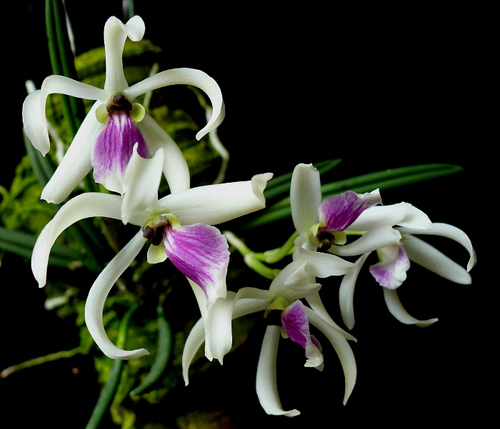 Фото орхидеи Leptotes bicolor