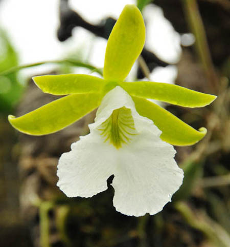 Фото орхидеи Encyclia mariae