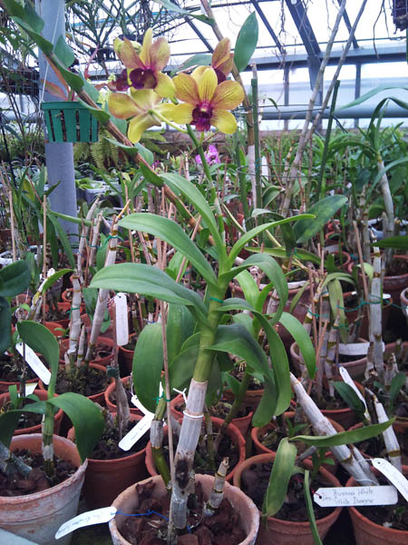 Фото орхидеи Dendrobium Pinwattana