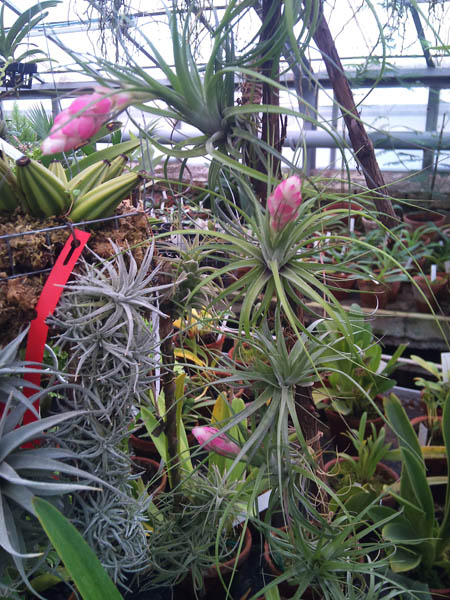 Фото бромелии Tillandsia