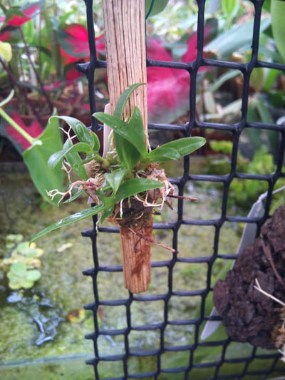 Фото орхидеи Dendrobium peguanum