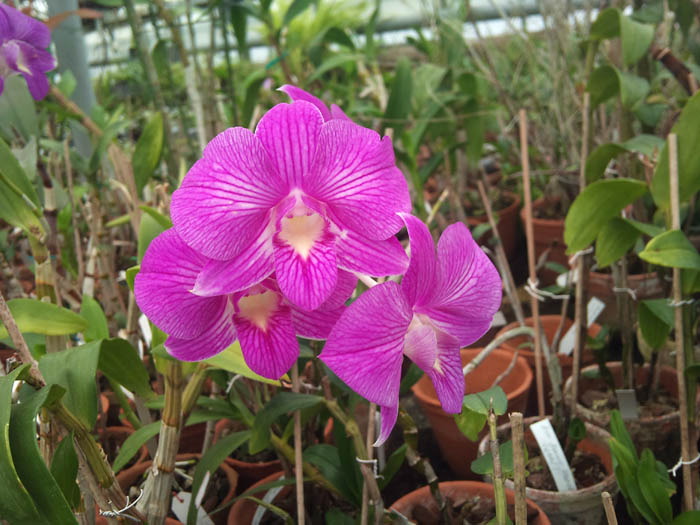 Фото орхидеи Dendrobium phalaenopsis