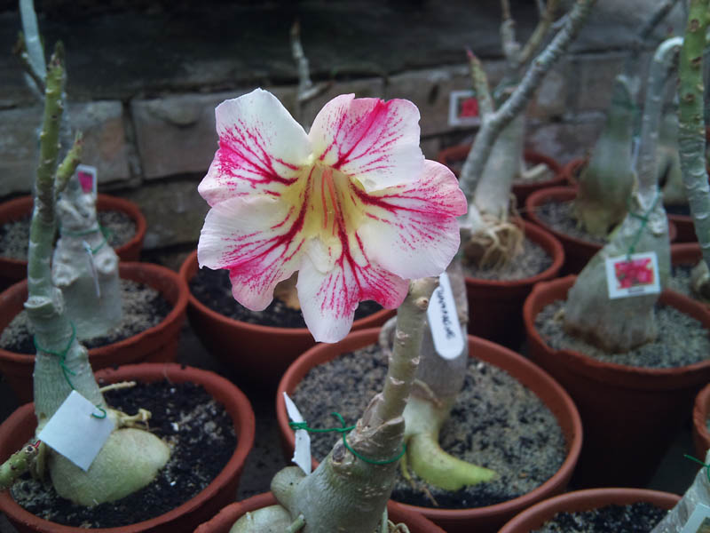 Adenium Topaz цветущий.jpg