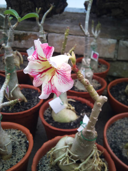 Adenium Topaz.jpg