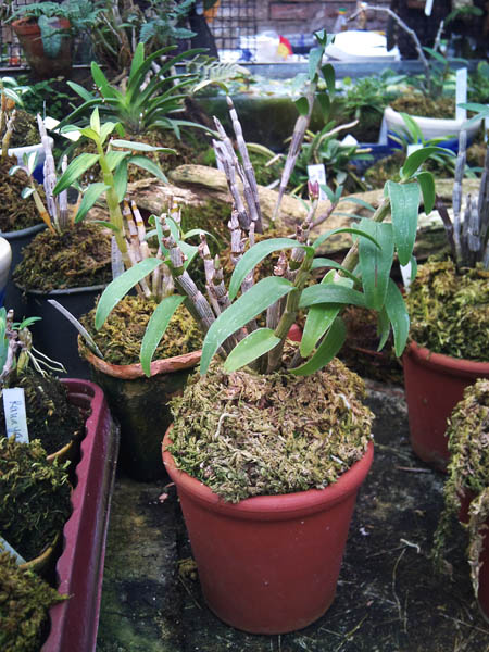 Фото орхидеи Dendrobium moniliforme Matsushima Pink