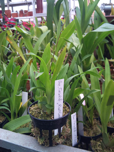 Фото орхидеи Oncidium Twinkle 'Red Fantasy'