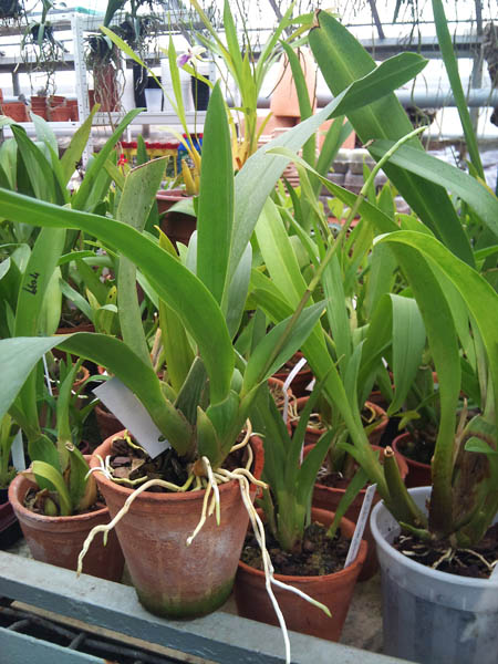 Фото орхидеи Brassia maculata