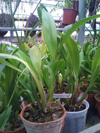 Фото орхидеи Beallara Marfitch Howard's Dream 'Red Fox'