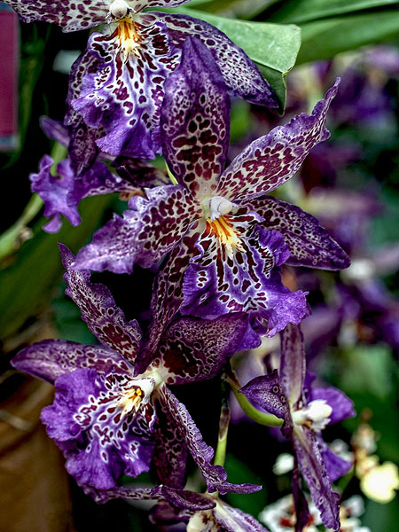 Как цветет орхидея Beallara Marfitch Howard's Dream 'Red Fox'