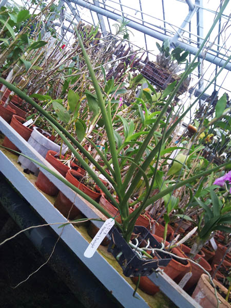 Фото орхидеи Vanda JVB ‘Tan Hun Siang’ x Vanda ‘Kasem's Delight’